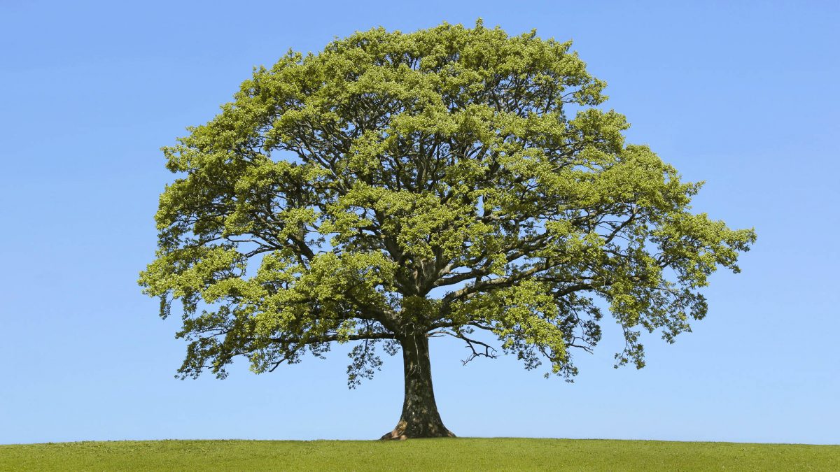 The Oak In Spring